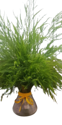 Asparagus Bouquete