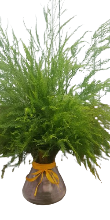 Asparagus Bouquete