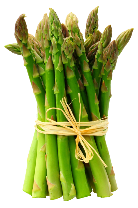 Asparagus-PNG-Photo